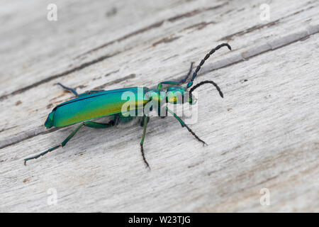 Spanische Fliege, Lytta vesicatoria, Cantharis vesicatoria, Spanish Fly, blister beetle, La cantharide officinale, Ölkäfer, Meloidae, coleotteri blister Foto Stock