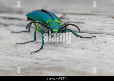 Spanische Fliege, Lytta vesicatoria, Cantharis vesicatoria, Spanish Fly, blister beetle, La cantharide officinale, Ölkäfer, Meloidae, coleotteri blister Foto Stock