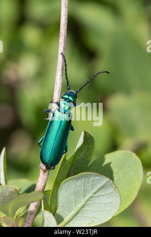 Spanische Fliege, Lytta vesicatoria, Cantharis vesicatoria, Spanish Fly, blister beetle, La cantharide officinale, Ölkäfer, Meloidae, coleotteri blister Foto Stock