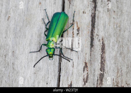 Spanische Fliege, Lytta vesicatoria, Cantharis vesicatoria, Spanish Fly, blister beetle, La cantharide officinale, Ölkäfer, Meloidae, coleotteri blister Foto Stock