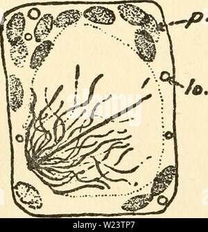 Immagine di archivio da pagina 183 del citoplasma della pianta Foto Stock