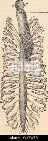 Immagine di archivio da pagina 184 della encyclopaedia - Wikizionario di anatomia e. Il encyclopaedia - Wikizionario di anatomia e fisiologia cyclopdiaofana01todd Anno: 1836 anellidi. 169 Fig. 68. Fig. 69. Possiamo osservare che questi ccecums sono sostituiti dai canali ciechi, semplice o ramificato; così nel arenicola, o sabbia di worm, troviamo che ci comunicano con il secondo sto- mach due ccecums terminata da un punto morbido, con parietes spessa di colore giallo; e nell'aphroditae lo stomaco si apre su entrambi i lati in un punteggio di appendici membranoso, che inizia molto contratta di diametro, ma poi inconsapevolmente essere Foto Stock