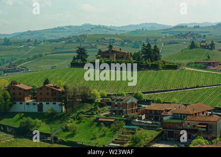 Vigneti piemontesi a fine aprile, Barbaresco Zona villaggio Foto Stock