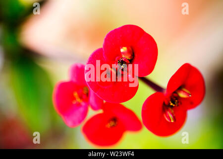 Euphorbia fiore rosso macro sfondo stampe di alta qualità 50,6 Megapixel prodotti Foto Stock