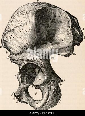 Immagine di archivio da pagina 190 della encyclopaedia - Wikizionario di anatomia e Foto Stock