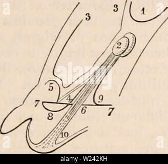 Immagine di archivio da pagina 198 della encyclopaedia - Wikizionario di anatomia e. Il encyclopaedia - Wikizionario di anatomia e fisiologia cyclopdiaofana0402todd Anno: 1849 testicolo (anatomia normale). derivano da' il più grande più vicina i trunk e immettere la sostanza del premistoppa a sua pos- terior parte. Arteria della vas deferens, dal quale il gubernaculum è principalmente sup- impaccati, è quasi grande come spermatica. Lungo corso tenuto da le arterie e le vene del testicolo quando nello scroto è così ex- affinata dal sito originale dell'organo, alla circostanza che deve inoltre essere attribuita la brusca curva verso l'alto del Foto Stock