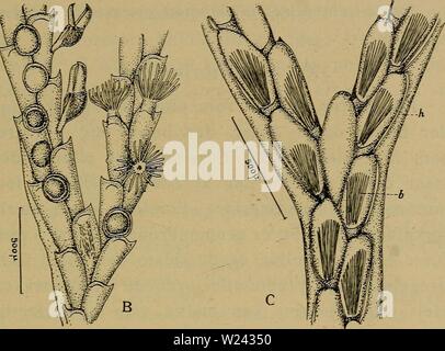 Immagine di archivio da pagina 200 di Danmarks fauna; illustrerede haandbøger oltre. Danmarks fauna; illustrerede haandbøger su den danske dyreverden.. danmarksfaunaill46dans l'anno: 1907 195 de zoøciebaerende, pilekvistagtige Grene holdes langt over Dyndet. Hud Stilkens er meget tynd, uomini veloci; den kan laegges ho cartella, uden a den brister. Paa Stilkens Spids udvider selve Huden sig og omhyller de nederste dele af Koloniens Krone, tilnaermelsesvis som ligner en Kurve- pils. Huden udstraekker sig endnu et lille Stykke laengere Fig. 101. Kinetoskias smittii Dan. B. Forside og C. Bagside af en per- gren Foto Stock