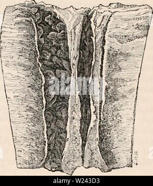 Immagine di archivio da pagina 200 della encyclopaedia - Wikizionario di anatomia e Foto Stock