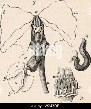 Immagine di archivio da pagina 200 della encyclopaedia - Wikizionario di anatomia e Foto Stock