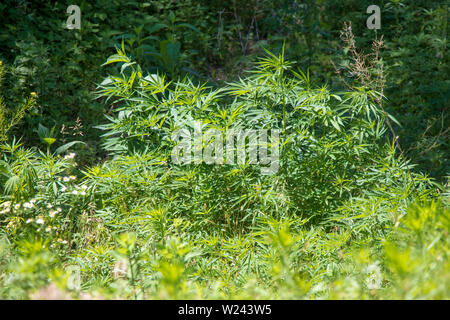 Giant Wild Marijuana Foto Stock