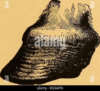 Immagine di archivio da pagina 204 di Das pferdebuch des amerikanischen agricoltori. Das pferdebuch des amerikanischen agricoltori daspferdebuchdes00hoff Anno: 1917 Stirnseiten bct gcffcl, bcr gef[clgclene unb ber güfee. 195 man ein lalbmonbförmiöeS ober S)rett)ierteietien, ober ifen olne (Stollen Quf, bie ni(f)t toett nod) I)inten geIoc£)t fein bürfen. Ober uomo Benut ein gefdiloffeneS (£ifen mit SDrutf auf hen &LT;Sttai)l, foBalb biefer grofe genug ift unb mcf bertrögt, ober §ufeinlagen (@ummi|3uffer). dttf)e SJcrfIog (laminite o founderj, ®iefe ufentäünbung Befällt boräugStoeife unb gleicf)äettig bie Foto Stock