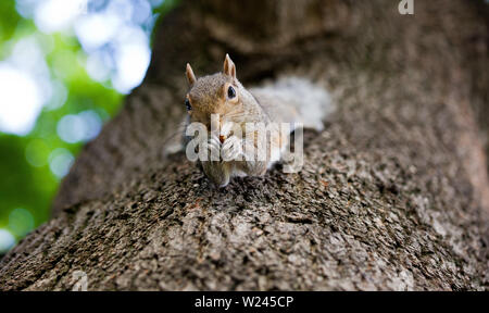 Carino orientale scoiattolo grigio, Sciurus carolinensis, appeso a testa in giù su un tronco di albero e tenuta in arachidi zampe. Foto Stock