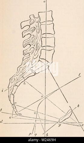 Immagine di archivio da pagina 209 della encyclopaedia - Wikizionario di anatomia e Foto Stock