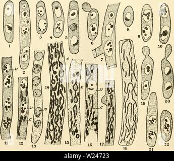 Immagine di archivio da pagina 211 del citoplasma della pianta Foto Stock