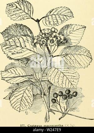 Immagine di archivio da pagina 213 di dell'enciclopedia di American orticoltura, comprendente. Dell'enciclopedia di American orticoltura comprendente suggerimenti per la coltivazione di piante orticole, descrizioni delle specie di frutta e ortaggi, fiori e piante ornamentali vendute negli Stati Uniti e in Canada, insieme geografico e biografie, e una sinossi del regno vegetale cyclopediaofamer02bail Anno: 1906 576. Crataegus punctata. lous; fls. fragrante; calice-denti-ghiandolare dentellatura: fr. H. in diam. Maggio e Giugno. Il Quebec a Va.. ovest a Mo. e Dak. S.S.4:181. B.R. 22:1912. L. Foto Stock