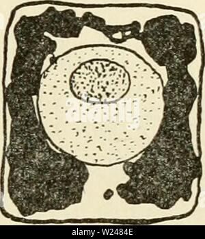 Immagine di archivio da pagina 214 del citoplasma della pianta Foto Stock