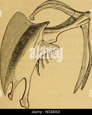 Immagine di archivio da pagina 216 di Cuvier il regno animale disposti. Cuvier il regno animale : disposti secondo la sua organizzazione cuviersanimalkin00cuvi Anno: 1840 PASSERINE. 205 loro anatomia offre alcune peculiarità che li collegano con il martin pescatore e legno- peckers ; lo sterno (fig. 94) è douhly cmarginated, hanno hut una coppia di muscoli laringea e lo stomaco è membranosa ; [hanno anche no coeca all'intestino. In ogni indispensabile par- o sovracapacità per particolari essi così accord con tlie martin pescatore e i gruccioni, con cui formano uno speciale gruppo di naturale, tutte le menihers di w Foto Stock