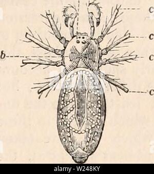 Immagine di archivio da pagina 216 della encyclopaedia - Wikizionario di anatomia e Foto Stock