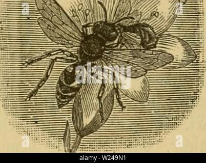 Immagine di archivio da pagina 220 di Das Buch von der biene. Das Buch von der biene dasbuchvonderbie00witz Anno: 1898 .5(5. S)er iöieneniüolf 59 57 S)er Sötenenwolf im Suge im- Angriff auf eine 93iene. 5tenner f)ier fpred)en. ®§ ift bie§ Dr. SB. $eJ3. ®erfelbe fd)reibt in feinem üortreffüd)en 93üd)Iein: "2)ie ?}einbe ber iene', annoüer bei G;ol)en, rei§ 2,50 .Jl., fotgenbe§: "ber SBenn aufmerffame Sienenjüditer feinen S3ienen beim (Sinfammeln essere§ §§ Dnig jufieljt, bann mirb guraeiten er eine im Seobad unliebfame)tung mad)en. (Sine fteine mittelgroß äöefpe ftürät fic plöfetid) auf eine in einem tüte Foto Stock