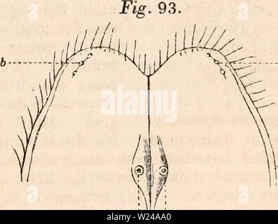 Immagine di archivio da pagina 222 della encyclopaedia - Wikizionario di anatomia e Foto Stock