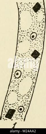 Immagine di archivio da pagina 222 del citoplasma della pianta Foto Stock