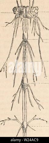 Immagine di archivio da pagina 222 della encyclopaedia - Wikizionario di anatomia e Foto Stock