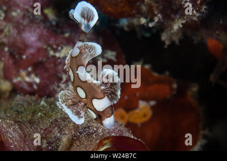 Un bambino molte macchie sweetlips, Plectorhinchus chaetodonoides, nuota sui coralli-oggetto del fondale in Indonesia. Foto Stock