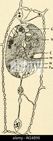 Immagine di archivio da pagina 225 della encyclopaedia - Wikizionario ...