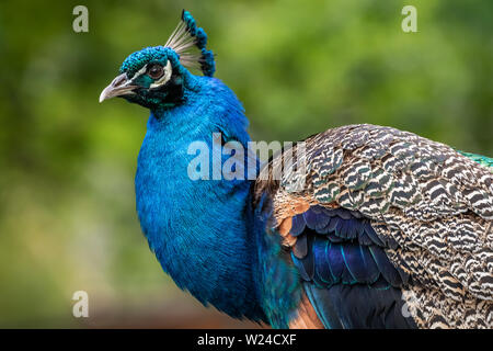 Indian Peacock (Pavo cristatus) ritratto Foto Stock