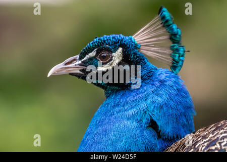 Indian Peacock (Pavo cristatus) ritratto Foto Stock
