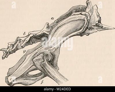 Immagine di archivio da pagina 230 della encyclopaedia - Wikizionario di anatomia e Foto Stock