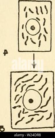 Immagine di archivio da pagina 231 del citoplasma della pianta Foto Stock