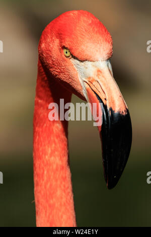 American Flamingo (Phoenicopterus ruber) Foto Stock