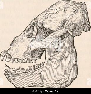 Immagine di archivio da pagina 232 della encyclopaedia - Wikizionario di anatomia e Foto Stock