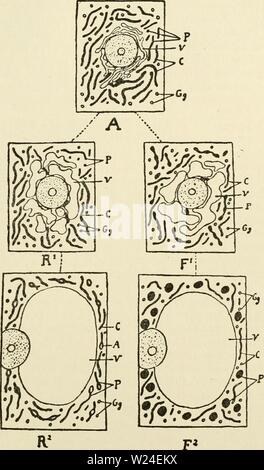 Immagine di archivio da pagina 234 del citoplasma della pianta Foto Stock