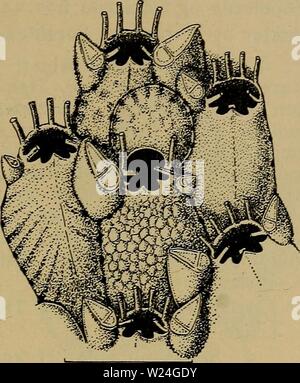 Immagine di archivio da pagina 240 di Danmarks fauna; illustrerede haandbøger oltre. Danmarks fauna; illustrerede haandbøger su den danske dyreverden.. danmarksfaunaill46dans l'anno: 1907 235 1. Peristomélla coccinea (Abildg., Heks. emend.) (Fig.120). Kolonierne danner runde, undertiden naesten kreds- formede Overtraek af orangerød Farve, Asa laenge de Leva, Zoøcierne er kort ovale, omtrent saekformede, ofte bredt afrundede nedadtil og ad- skilt fra hinanden ved temmelig dybe Furer. Forneden er Zoøcierne nedsaenkede, mens de haever sig henimod Mun- dingen. Zoøcierne om- graenses af en Raekke Porer og sotto Foto Stock