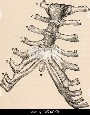 Immagine di archivio da pagina 240 della encyclopaedia - Wikizionario di anatomia e. Il encyclopaedia - Wikizionario di anatomia e fisiologia cyclopdiaofana0402todd Anno: 1849 TORACE. 1025 di una coppia di cervicale o lombare nervature: in questo caso le nervature in soprannumero sono formate dalle parti anteriori dei processi trasversali né della settima vertebra cervicale o prima vertebra lombare ; che permette di ottenere una forte prova dell'analogia esistente tra un processo trasversale e una nervatura. A volte il numero abituale è diminuito a 22 : questo è più raramente il caso. Quando questo si verifica, talvolta troviamo due nervature adiacenti uniti in tutta la loro ent Foto Stock
