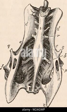 Immagine di archivio da pagina 241 della encyclopaedia - Wikizionario di anatomia e Foto Stock