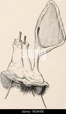 Immagine di archivio da pagina 241 della encyclopaedia - Wikizionario di anatomia e Foto Stock