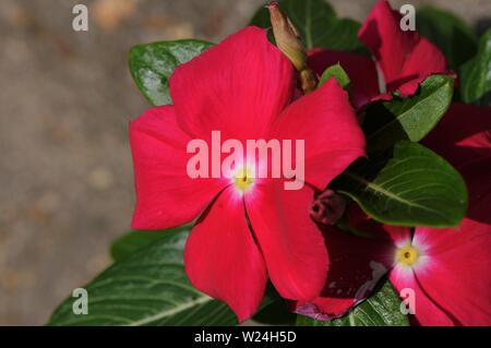 Red pervinca crescono fuori di una spaccatura su un cordolo in calcestruzzo. Foto Stock