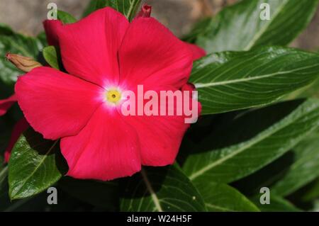 Red pervinca crescono fuori di una spaccatura su un cordolo in calcestruzzo. Foto Stock