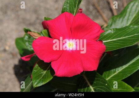 Red pervinca crescono fuori di una spaccatura su un cordolo in calcestruzzo. Foto Stock