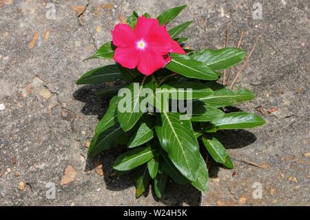 Red pervinca crescono fuori di una spaccatura su un cordolo in calcestruzzo. Foto Stock