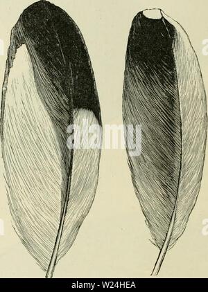 Immagine di archivio da pagina 243 del darwinismo un esposizione di Foto Stock