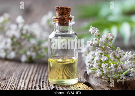 Una bottiglia di olio essenziale con la fioritura di piante di valeriana Foto Stock