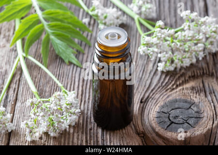 Una bottiglia di olio essenziale con la fioritura di ramoscelli di valeriana Foto Stock