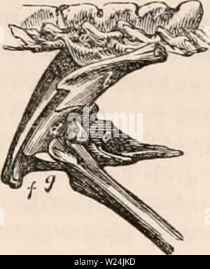 Immagine di archivio da pagina 246 della encyclopaedia - Wikizionario di anatomia e Foto Stock