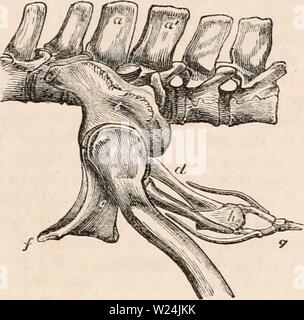 Immagine di archivio da pagina 246 della encyclopaedia - Wikizionario di anatomia e Foto Stock