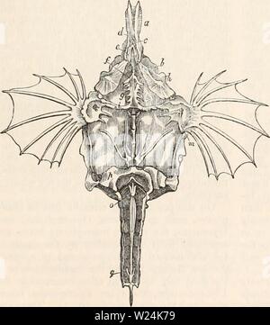 Immagine di archivio da pagina 1050 della encyclopaedia - Wikizionario di anatomia e. Il encyclopaedia - Wikizionario di anatomia e fisiologia cyclopdiaofana03todd Anno: 1847 pesci. 961 che non esiste in tutti sul lato opposto della testa, mentre anteriormente il paliotti anteriore (2) e l'osso nasale (20) completare questa parte del viso. Una cavità orbitale è così costruito su lato destro o il lato superiore della testa del Ijleuronectida3, che è sufficiente per la presentazione dei due occhi che così assumere la sola posizione in cui entrambi potrebbero essere resi utili. Un altro altrettanto notevole disposizione è osservabile nell'const Foto Stock