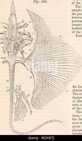 Immagine di archivio da pagina 1055 della encyclopaedia - Wikizionario di anatomia e. Il encyclopaedia - Wikizionario di anatomia e fisiologia cyclopdiaofana03todd Anno: 1847 500. Cartilagineo il cranio e la parte anteriore della colonna vertebrale degli storioni (Accipenser sturio). UN, cartilaginei asse della colonna vertebrale ; b, c, apophyses trasversale e nervature ; f,f, g, g', g', g', g", cartilaginei cranio; i, k, oculare e nasale cavità cranica ; m, n, peduncolo con cui la bocca è collegato con il cranio; 26, di osso di supporto della ganascia inferiore ; 18,22, cartilagini palatina; o,p,s, di cartilagini che rappresenta il mascellare superiore. erano solo un moiet Foto Stock